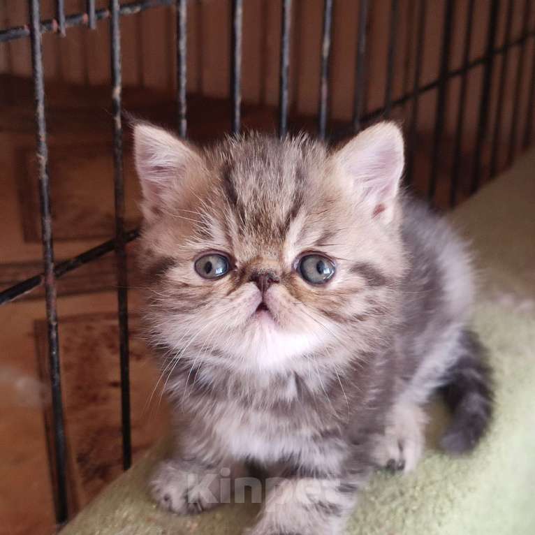 Кошки в Санкт-Петербурге: Экзотический котенок Мальчик, Бесплатно - фото 2