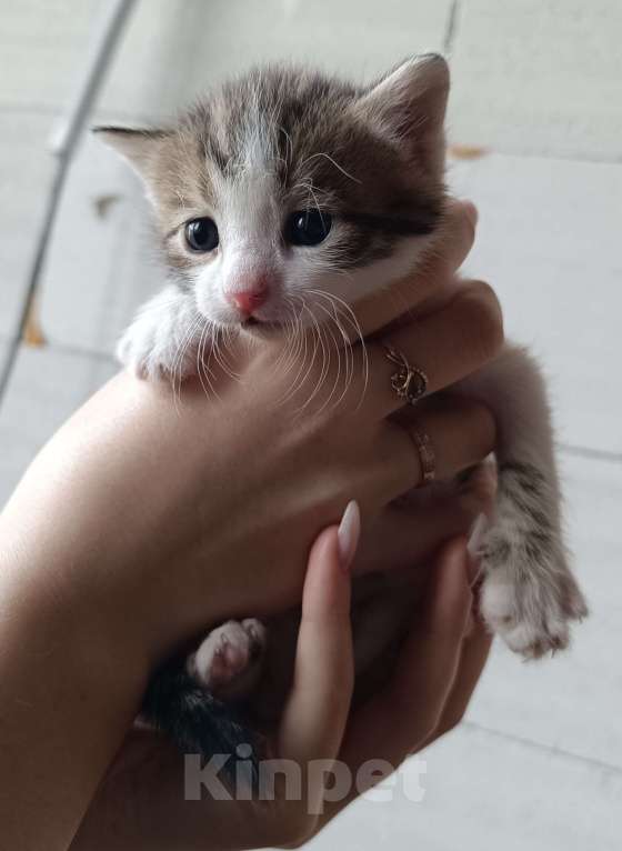 Кошки в других городах Московской области: Милый полосатик ищет любящих родителей и комфортный дом Мальчик, Бесплатно - фото 1