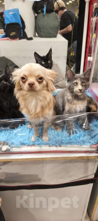 Собаки в других городах Московской области: Продам Чихуахуа 1 год Кобель Мальчик, 45 000 руб. - фото 2