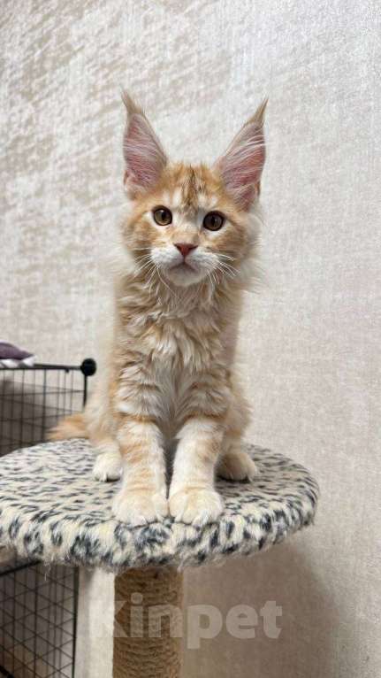 Кошки в Москве: Che Guevara Мальчик, 65 000 руб. - фото 1