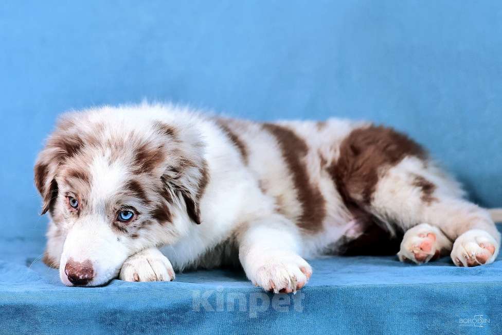 Собаки в других городах Новосибирской области: Щенок австралийской овчарки (аусси) Мальчик, 110 000 руб. - фото 4