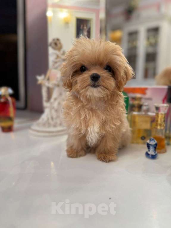 Собаки в Санкт-Петербурге: Мальтипу ф1 Лили Девочка, 180 000 руб. - фото 1