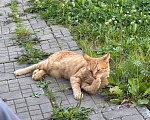 Кошки в Москве: Кот Рыжик ищет дом Мальчик, Бесплатно - фото 2