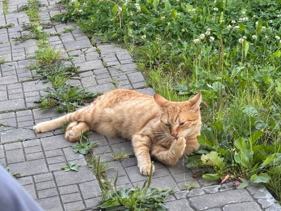 Кошки в Москве: Кот Рыжик ищет дом Мальчик, Бесплатно - фото 2