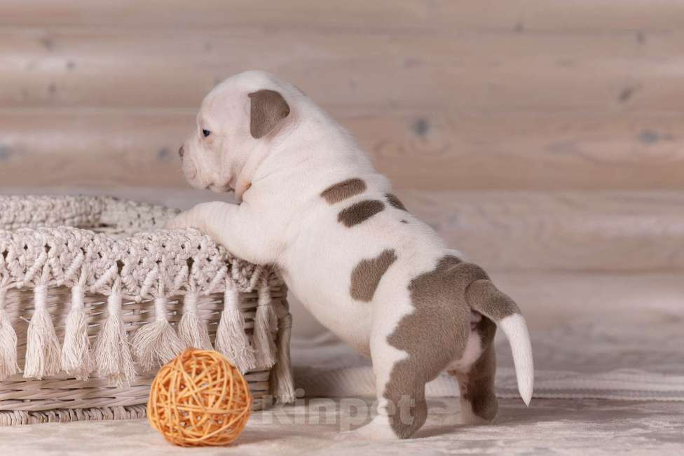 Собаки в Королеве: Американский булли Девочка, 150 000 руб. - фото 6