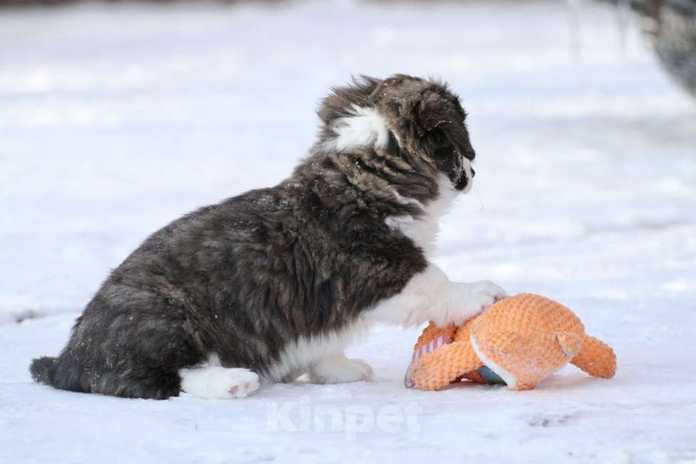 Собаки в Москве: Вельш корги кардиган -девочка  Девочка, 35 000 руб. - фото 2