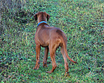 Собаки в Одинцово: Родезийский риджбек мальчик. Стандарт. Мальчик, Бесплатно - фото 7