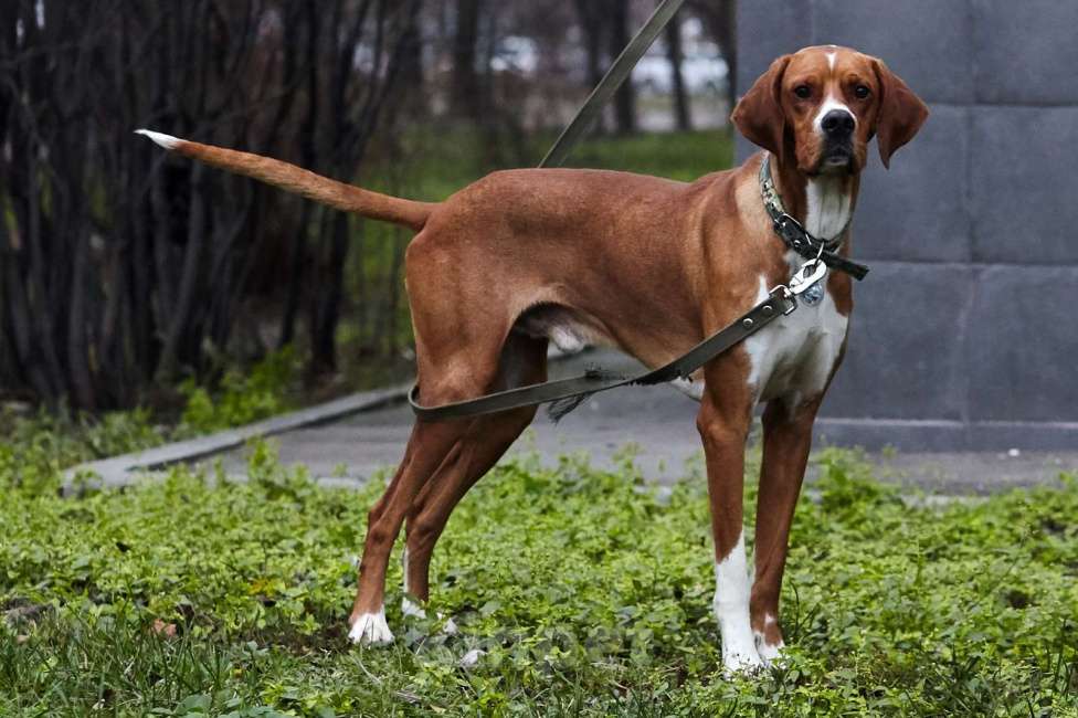 Собаки в Москве: Красавчик Бруно в дар Мальчик, Бесплатно - фото 6