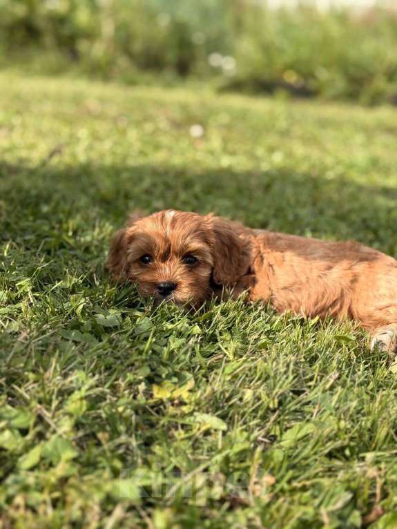 Собаки в Москве: Кавапу щенок мальчик Мальчик, Бесплатно - фото 3