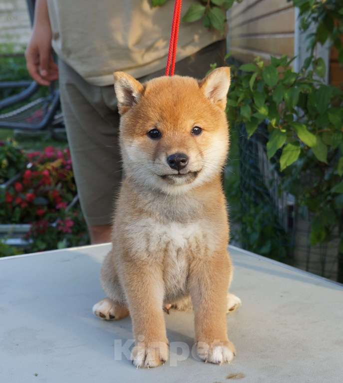 Собаки в других городах Московской области: Щенки Сиба-Ину (девочка с желтым ошейником) Девочка, 80 000 руб. - фото 3