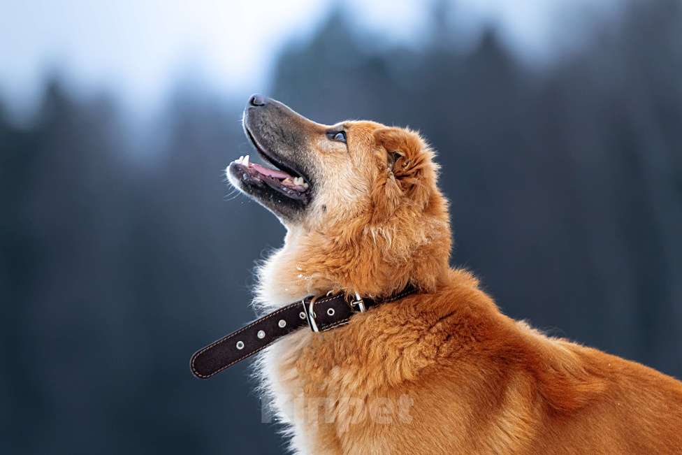 Собаки в Клине: Дюшес — очень дружелюбный пёс Мальчик, Бесплатно - фото 3