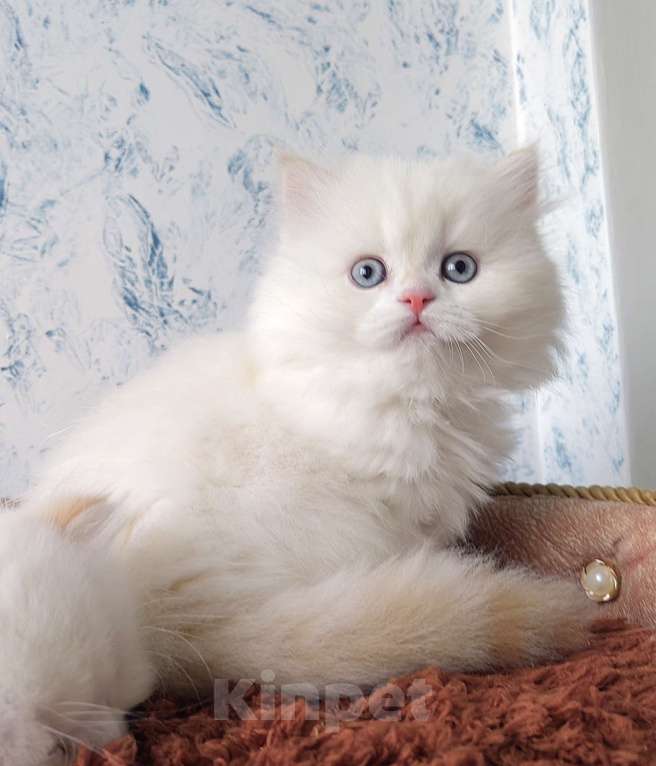 Кошки в Кисловодске: Шотландские котята Девочка, 35 000 руб. - фото 10