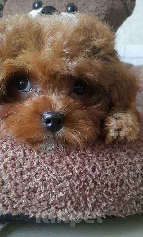 Собаки в Москве: Очаровательная девочка тедди пудель Девочка, 180 000 руб. - фото 1