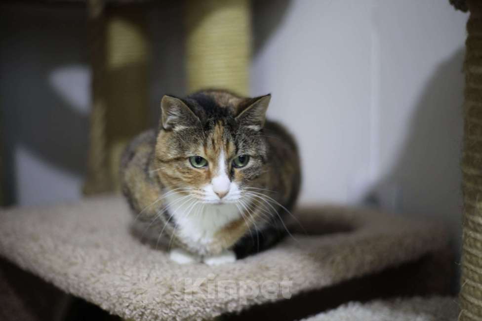 Кошки в Санкт-Петербурге: Мусенька — спокойная кошка из приюта Девочка, Бесплатно - фото 3