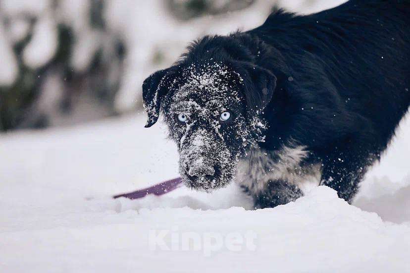 Собаки в других городах Московской области: Джастин якутенок Мальчик, Бесплатно - фото 4