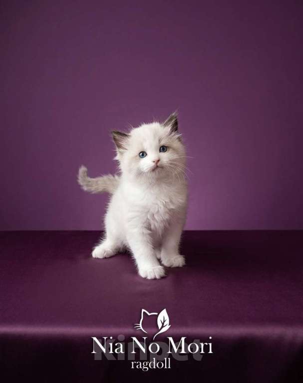 Кошки в Москве: Котёнок мальчик Рэгдолл Мальчик, 65 000 руб. - фото 1