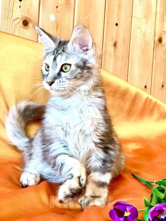 Кошки в Челябинске: 🔥🔥🔥 КОТЕНОК МЕЙН-КУН ПОЛИДАКТ ДЕВОЧКА Девочка, Бесплатно - фото 7