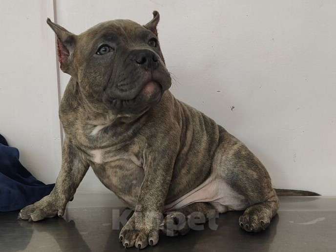 Собаки в Владивостоке: Топовый щенок Американского Булли Мальчик, 150 000 руб. - фото 5