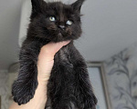 Кошки в Ржеве: Котята мей-кун от красивой пары❤️ Разнополые, Бесплатно - фото 1