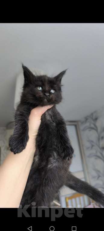 Кошки в Ржеве: Котята мей-кун от красивой пары❤️ Разнополые, Бесплатно - фото 1