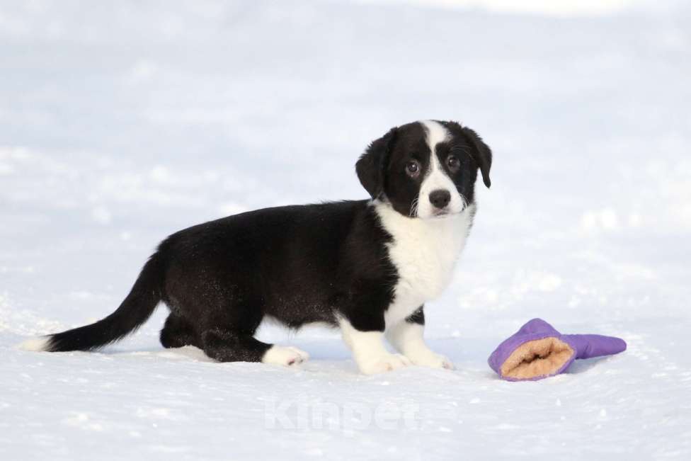 Собаки в Москве: Вельш корги кардиган-мальчик Мальчик, 50 000 руб. - фото 1