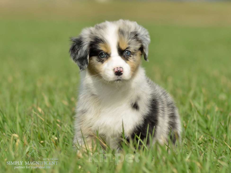 Собаки в других городах Московской области: щенки австралийской овчарки (аусси) РКФ Разнополые, Бесплатно - фото 5