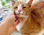 Кошки в Реутове: Ищет дом рыжая кошечка Ириска. Девочка, Бесплатно - фото 4