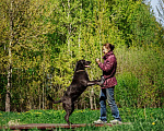 Собаки в Москве: Интеллектуальный и сильный Лавр. Он же Лавров, он же Лавруша. Мальчик, Бесплатно - фото 6