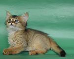 Кошки в Оренбурге: кошка лисичка, 25 000 руб. - фото 2