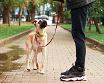Собаки в Москве: Собака в добрые руки, Бесплатно - фото 2