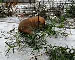 Собаки в Санкт-Петербурге: Щенки Девочка, 30 000 руб. - фото 4
