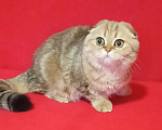 Кошки в Москве: Золотой мраморный зеленоглазый котик Мальчик, 20 000 руб. - фото 9