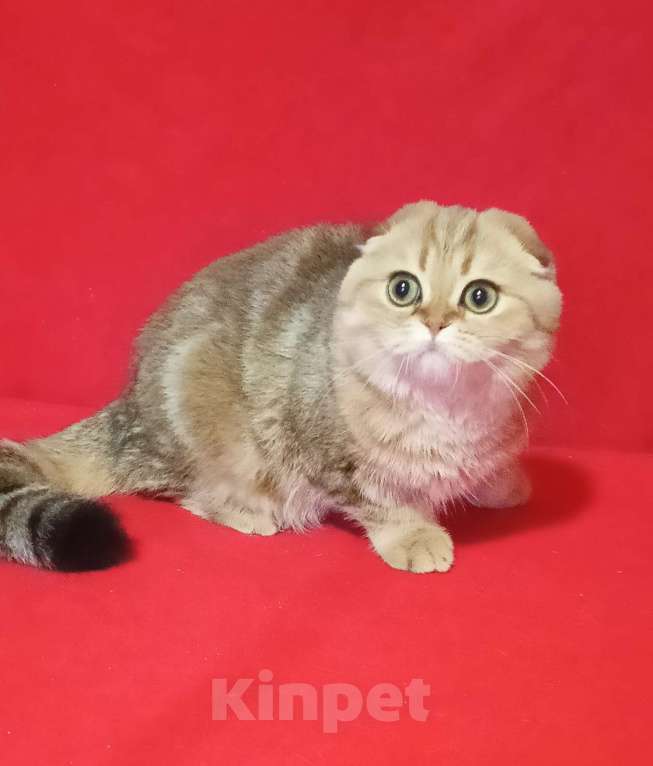 Кошки в Москве: Золотой мраморный зеленоглазый котик Мальчик, 20 000 руб. - фото 9