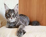 Кошки в Владимире: Котик мейн-кун - голубусик Мальчик, 60 000 руб. - фото 4