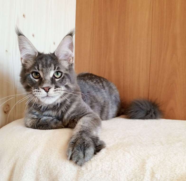 Кошки в Владимире: Котик мейн-кун - голубусик Мальчик, 60 000 руб. - фото 4