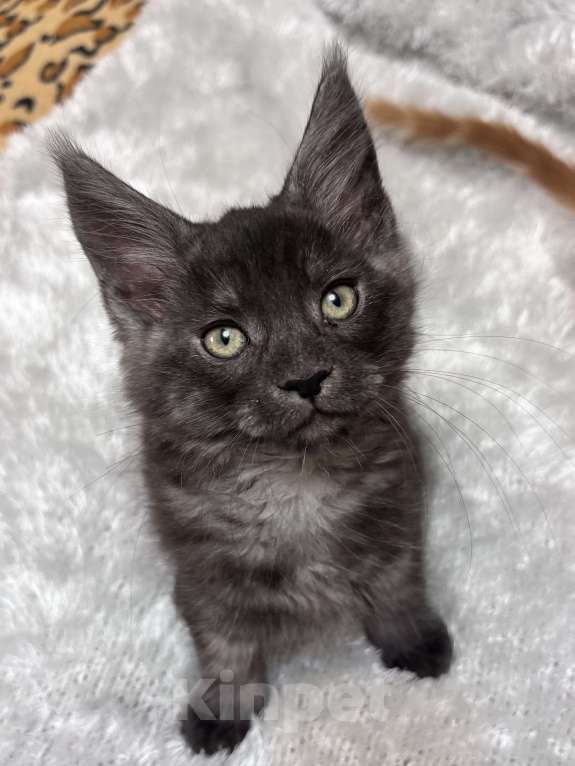 Кошки в Петергофе: Очень славный мальчик  Мальчик, 50 000 руб. - фото 4