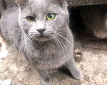 Кошки в Москве: Ищет дом котенок Том Мальчик, Бесплатно - фото 2