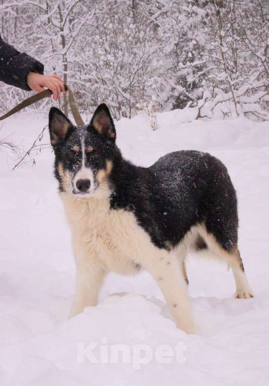 Собаки в Москве: Макейле нужен дом Девочка, Бесплатно - фото 2