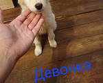 Собаки в Твери: Снежинка Девочка, Бесплатно - фото 1