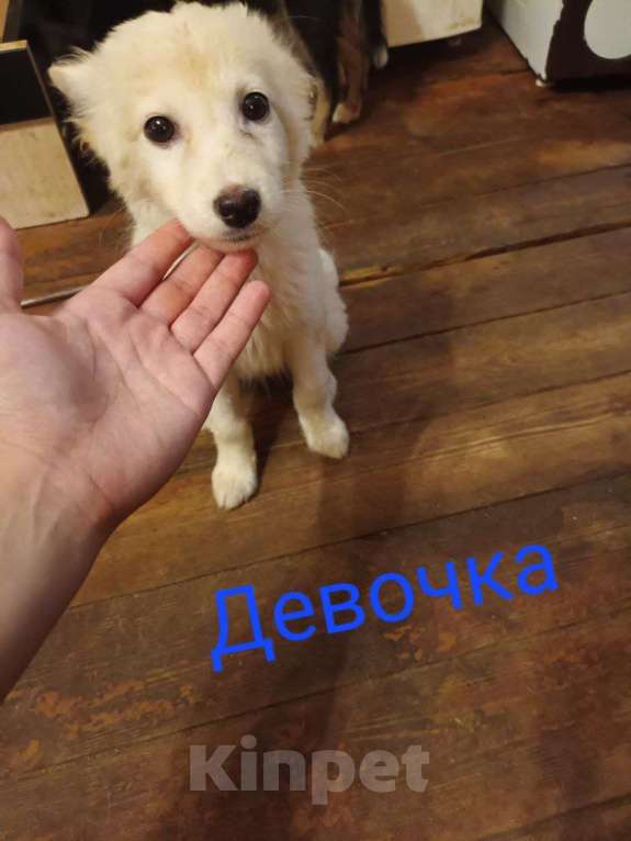 Собаки в Твери: Снежинка Девочка, Бесплатно - фото 1