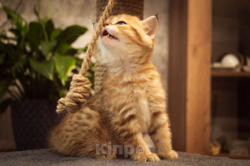 Кошки в Липецке: Шотландская кошечка Девочка, 25 000 руб. - фото 2