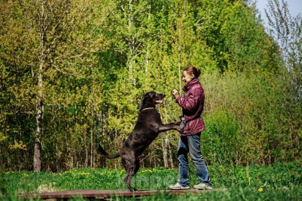 Собаки в Москве: Интеллектуальный и сильный Лавр. Он же Лавров, он же Лавруша. Мальчик, Бесплатно - фото 6