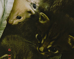 Кошки в Улане-Удэ: Котята,даром Разнополые, Бесплатно - фото 3