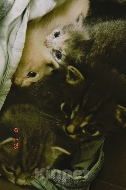 Кошки в Улане-Удэ: Котята,даром Разнополые, Бесплатно - фото 3
