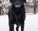Собаки в Москве: Спокойный Рокки Мальчик, Бесплатно - фото 2