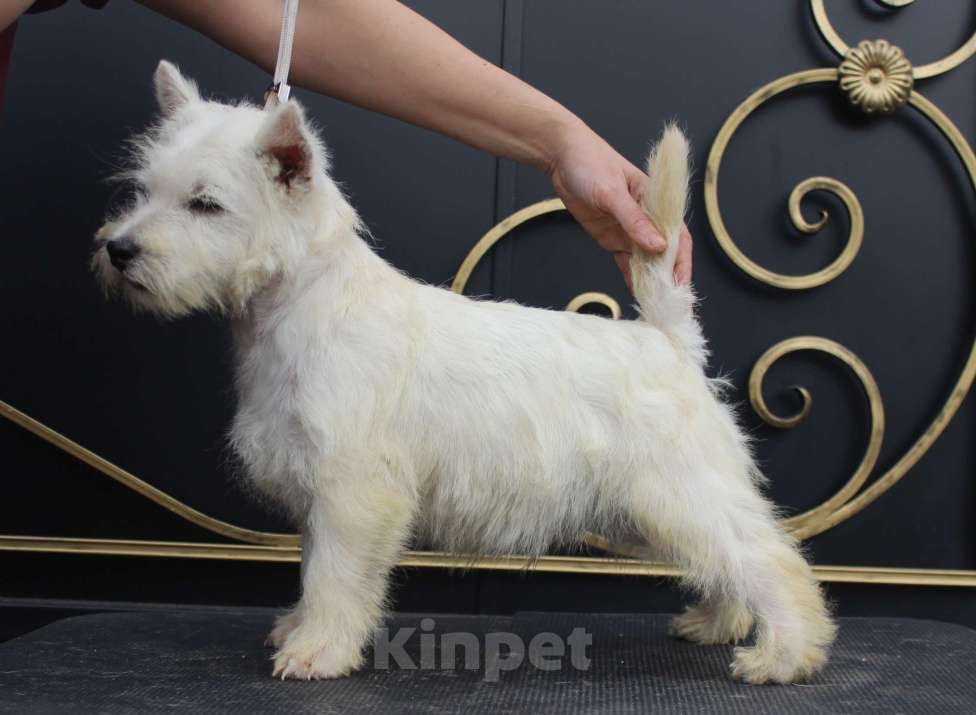 Собаки в Москве: вест хайленд вайт терьер щенок от Интерчемпиона Мальчик, 60 000 руб. - фото 1