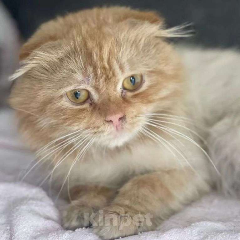 Кошки в Москве: Оьритого вислоухого кота выкинули хозяева Мальчик, Бесплатно - фото 3