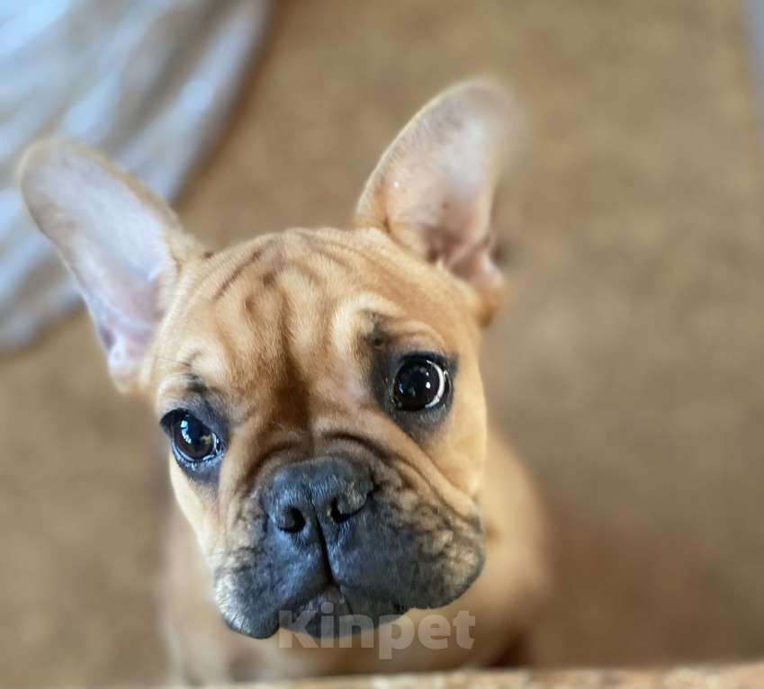 Собаки в Санкт-Петербурге: Великолепная девочка французик !  Девочка, 45 000 руб. - фото 2