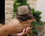 Собаки в Саратове: Померанский шпиц, щенок Мальчик, 20 000 руб. - фото 1