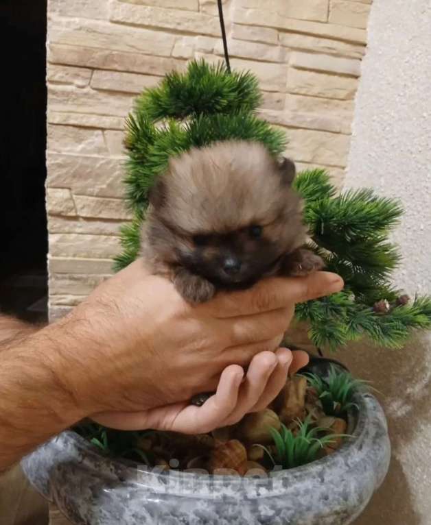 Собаки в Саратове: Померанский шпиц, щенок Мальчик, 20 000 руб. - фото 1